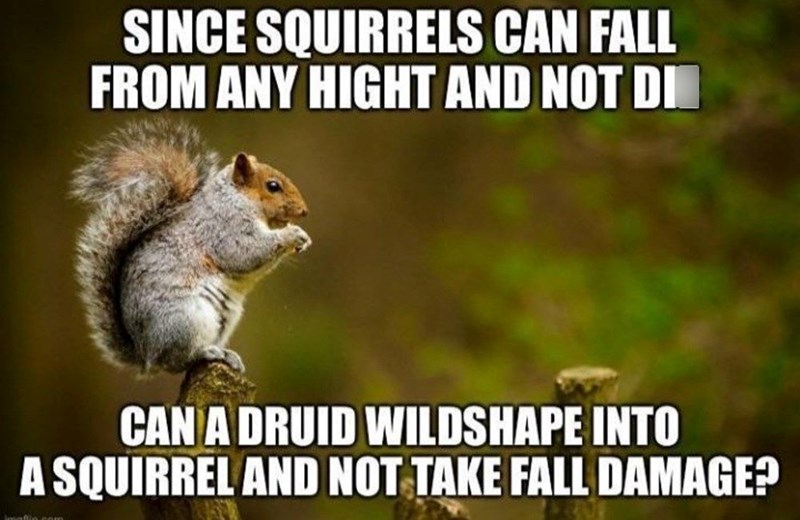 Can a druid wildshape into a squirrel and not take fall damage?